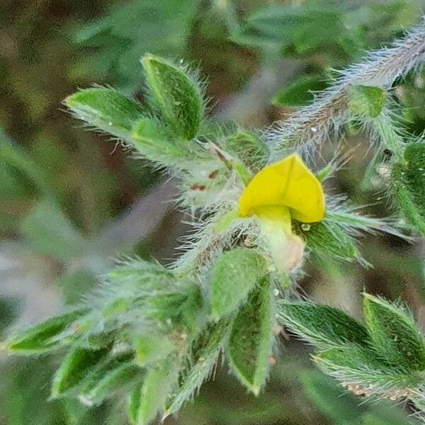 Leobordea platycarpa Flor