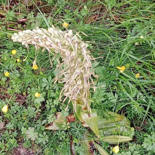 Himantoglossum hircinum Habitus