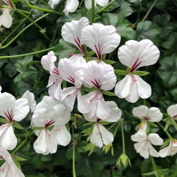 Pelargonium peltatum Bloem