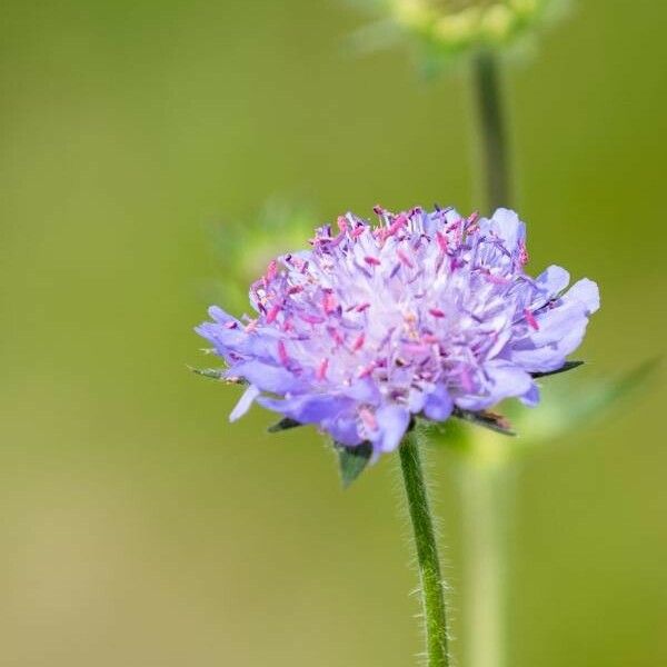 Scabiosa canescens Flower
