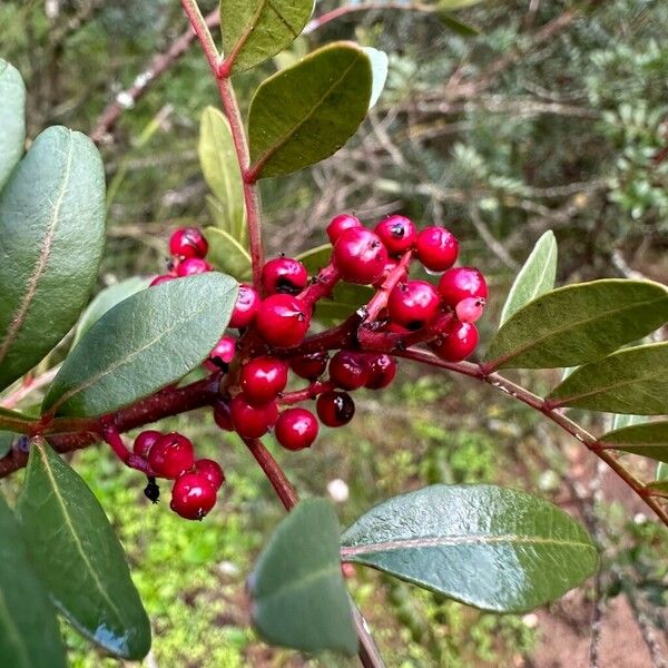 Pistacia lentiscus Ffrwyth