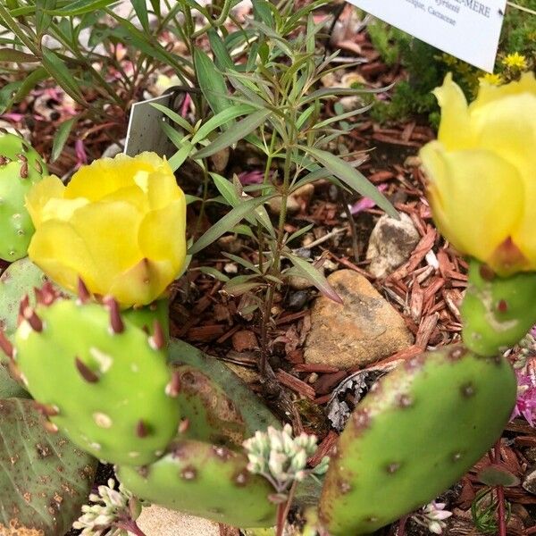 Opuntia humifusa Flower