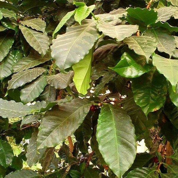 Coffea arabica Folha