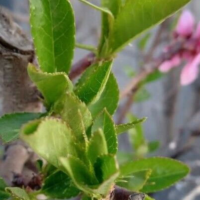 Prunus persica Hoja