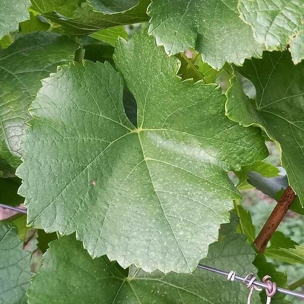 Vitis vinifera Foglia