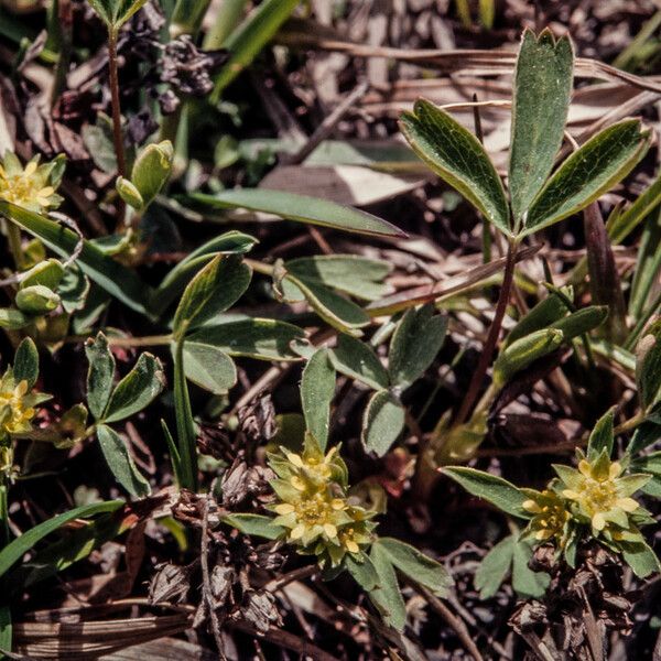 Sibbaldia procumbens Fiore