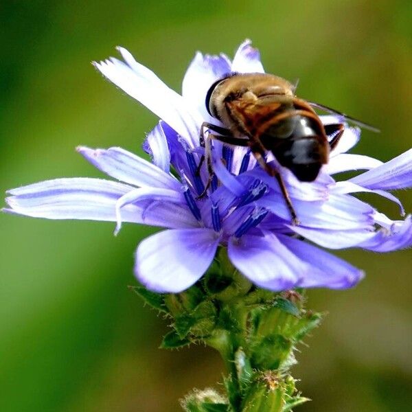 Cichorium endivia Habitus