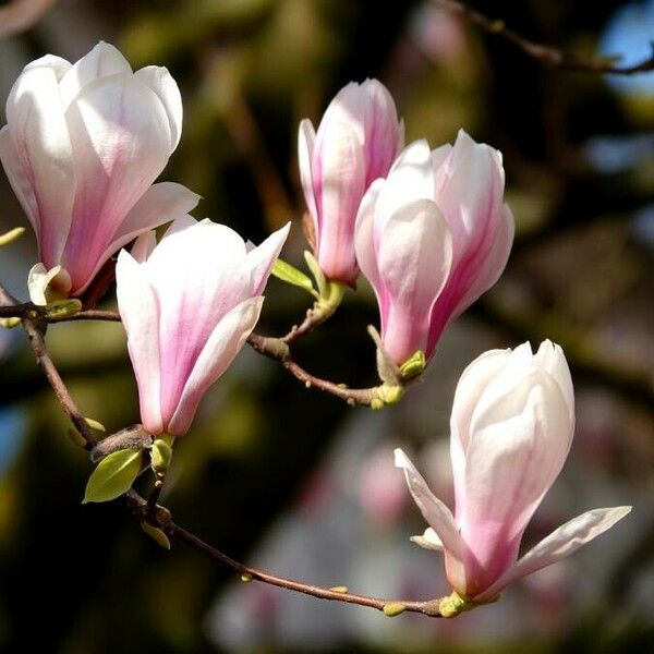 Magnolia × soulangeana Fleur