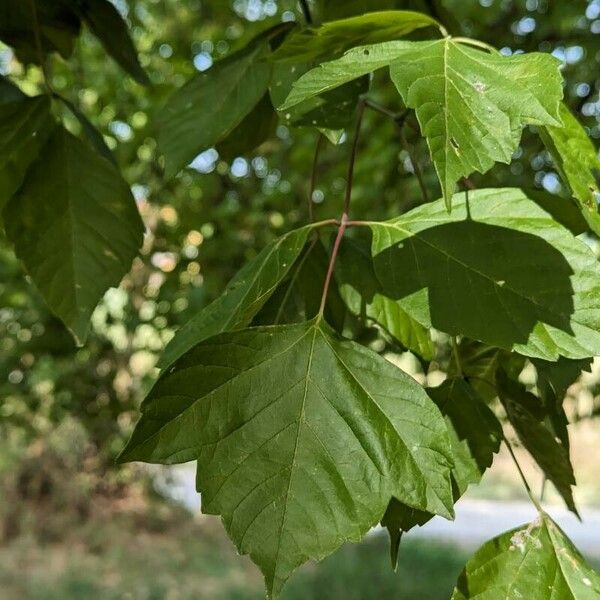 Acer negundo ᱥᱟᱠᱟᱢ