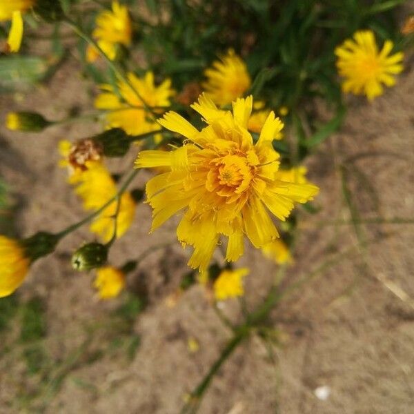 Hieracium umbellatum Květ