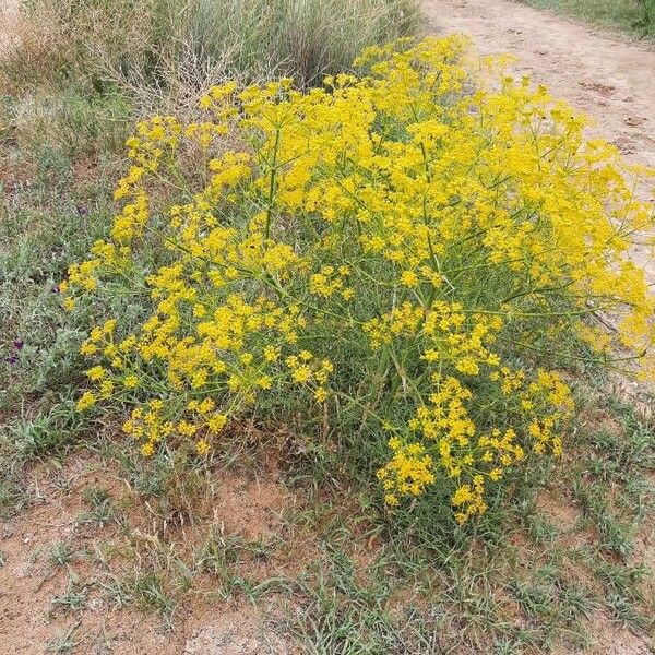 Cachrys libanotis Flower