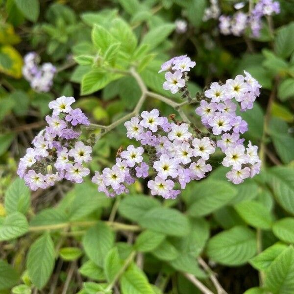 Heliotropium amplexicaule Blüte