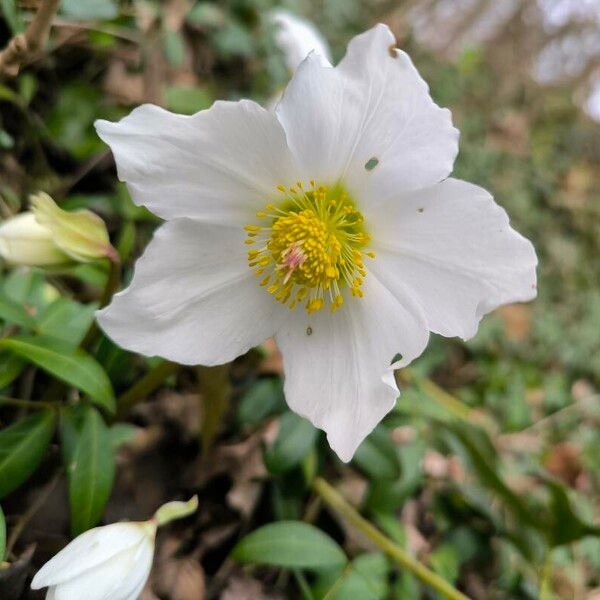 Helleborus niger 花