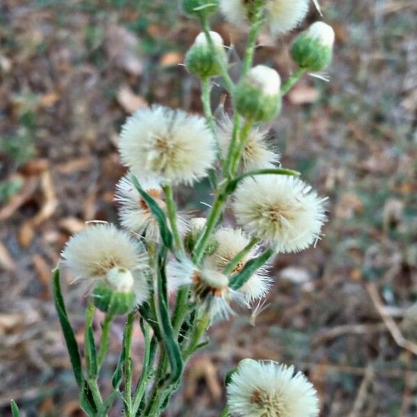 Erigeron bonariensis Fruit