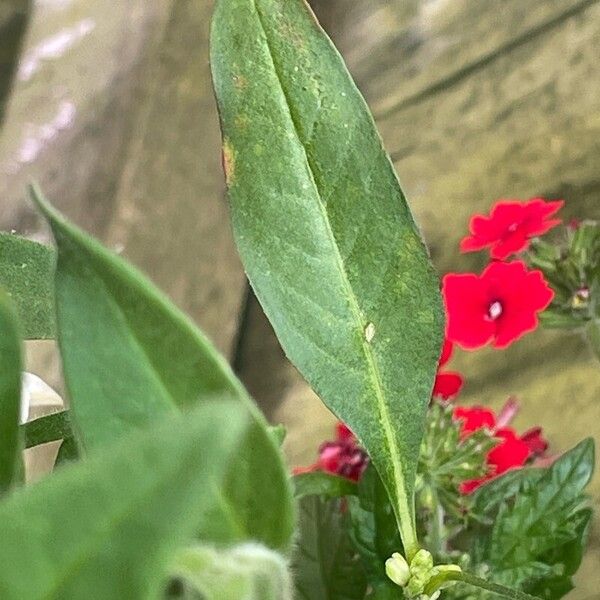 Persicaria lapathifolia Blad