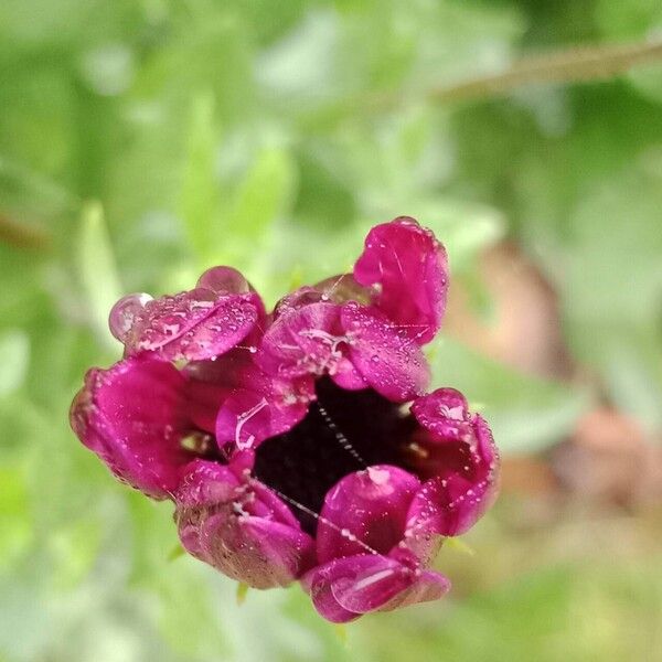 Dimorphotheca pluvialis Flor