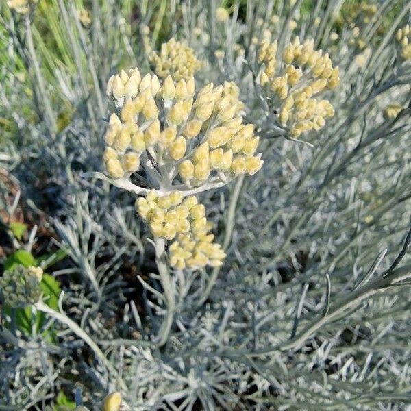 Pseudognaphalium luteoalbum Flower