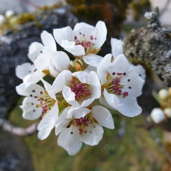 Pyrus communis Квітка