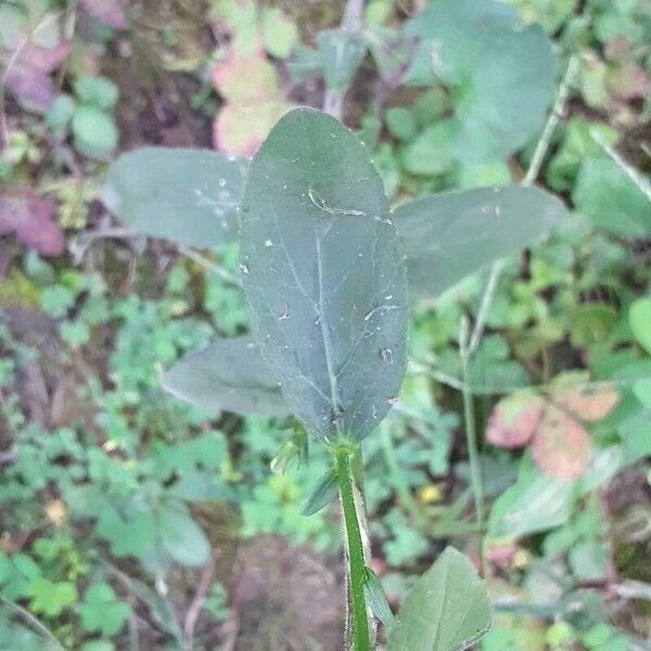 Lobelia puberula Leaf