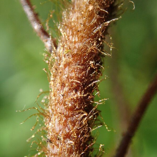 Histiopteris incisa Blad