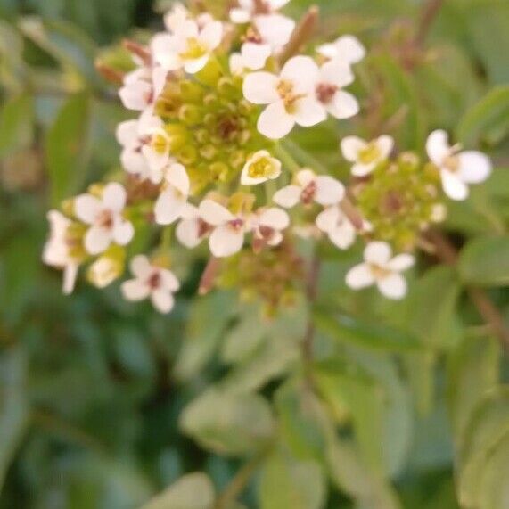 Nasturtium officinale Flower