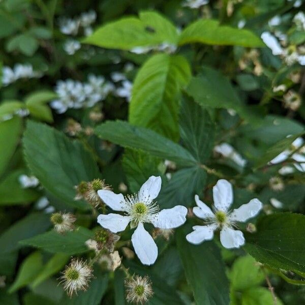 Rubus pensilvanicus Кветка