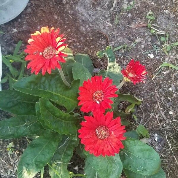 Gerbera viridifolia Flower