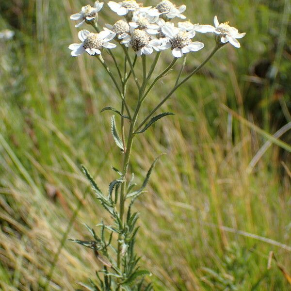 Achillea ptarmica Άλλα