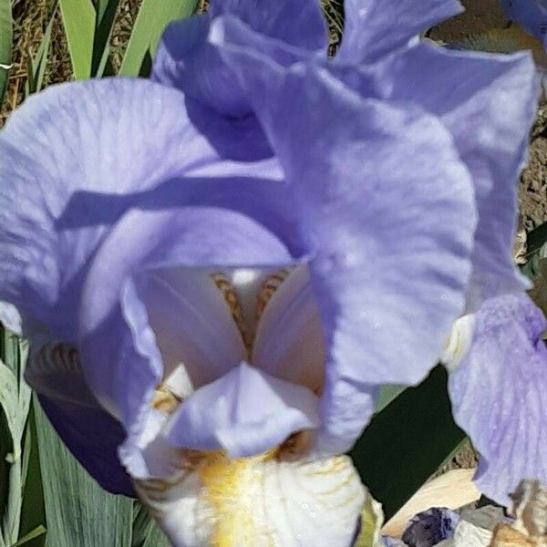 Iris pallida Floare