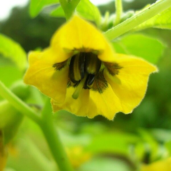 Physalis ixocarpa 花