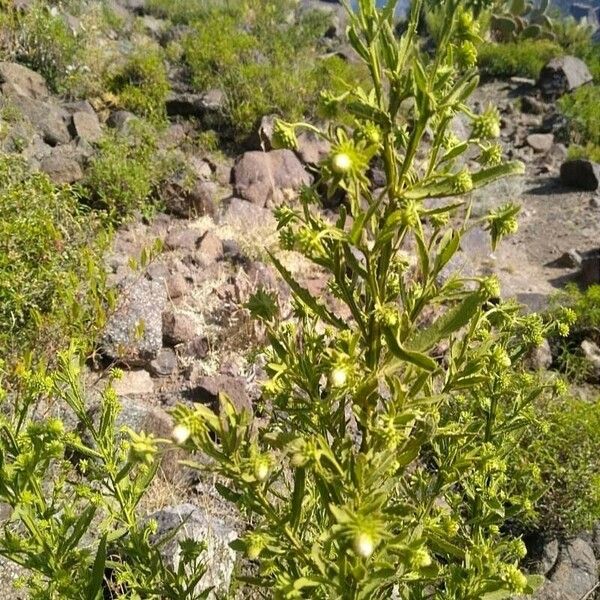 Laggera crispata برگ