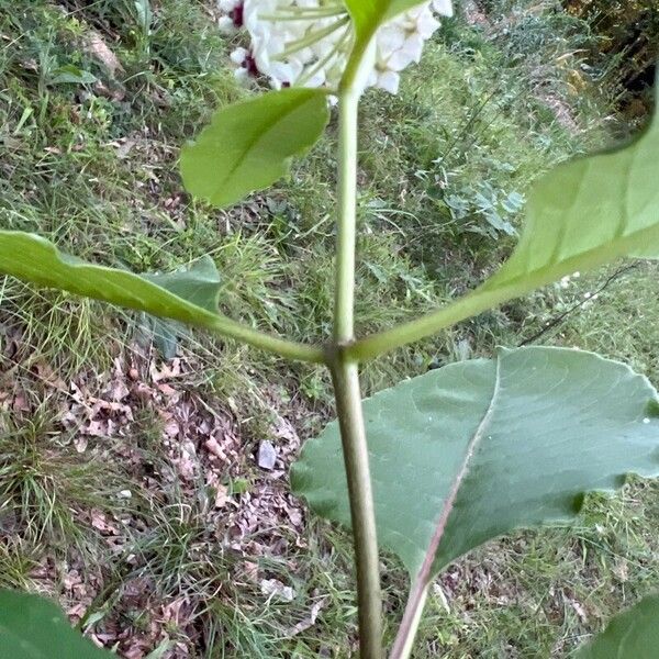 Asclepias variegata Кара