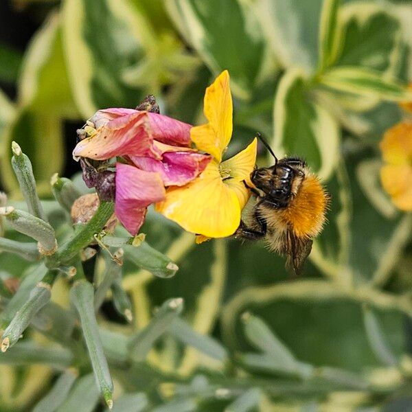 Erysimum × cheiri Blodyn