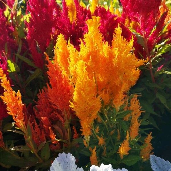 Celosia argentea Habitus