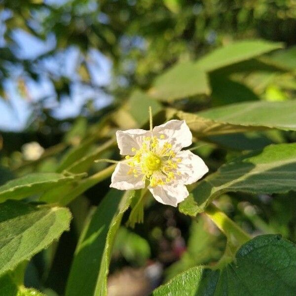 Muntingia calabura Virág