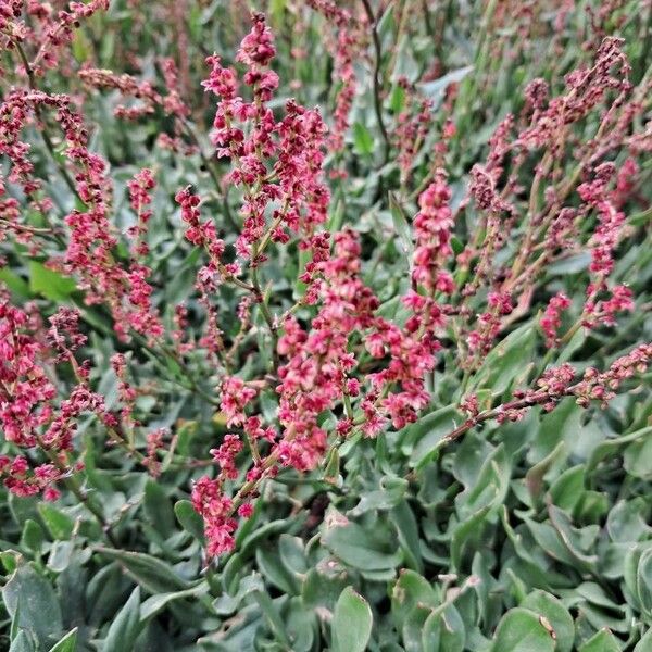 Rumex acetosella Floro