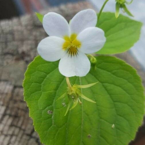 Viola canadensis Blad