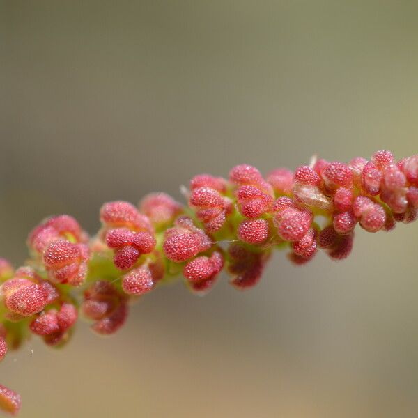 Rumex bucephalophorus Flors