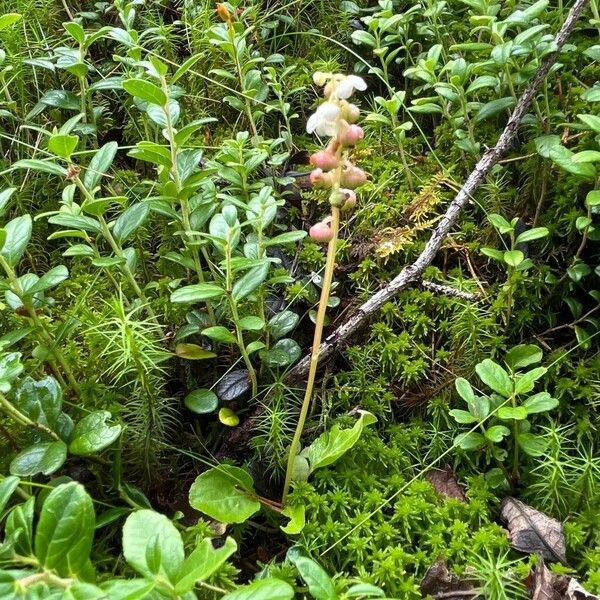 Pyrola minor Habit