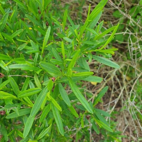 Hypericum prolificum Leaf