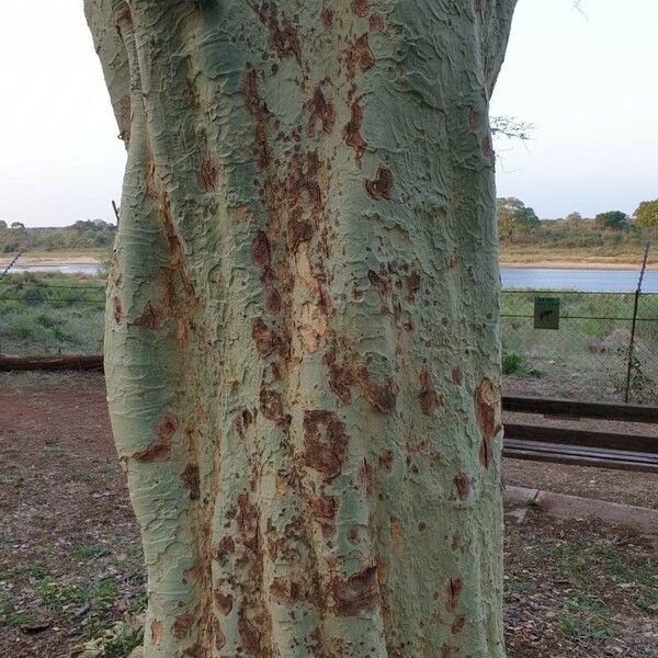 Vachellia xanthophloea Escorça