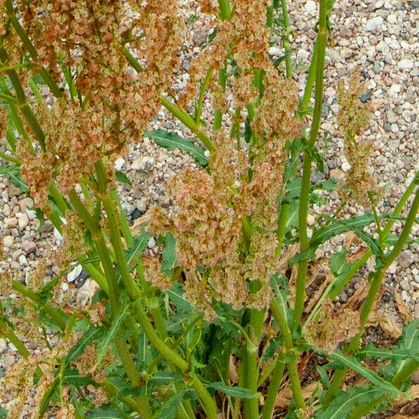 Rumex thyrsiflorus Характер