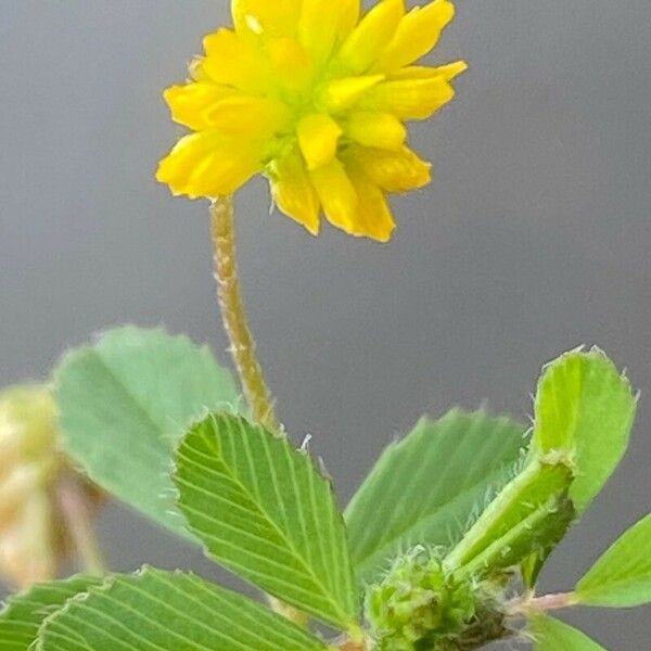 Trifolium dubium Flor