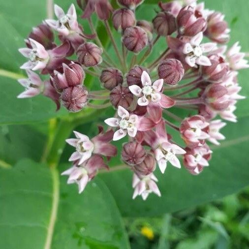 Asclepias syriaca Квітка