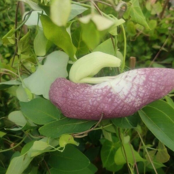 Aristolochia littoralis Květ