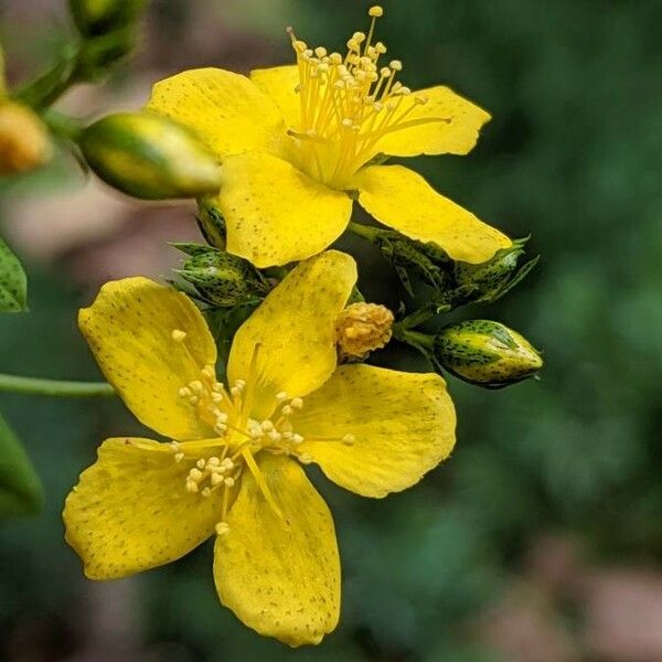 Hypericum punctatum Květ