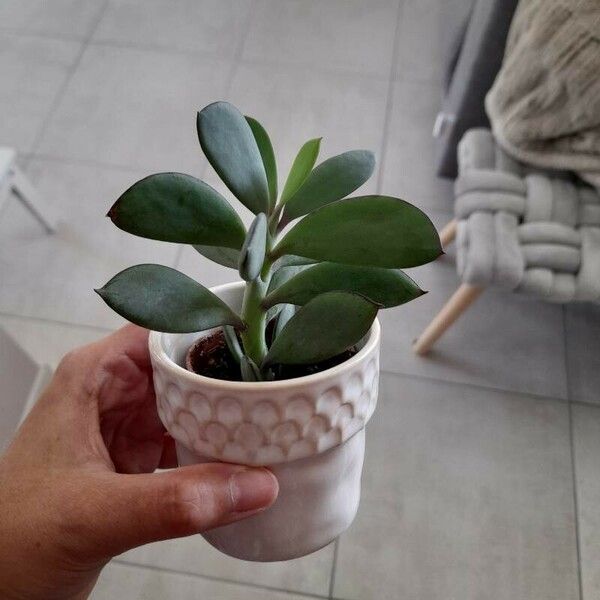 Senecio crassiflorus Blad