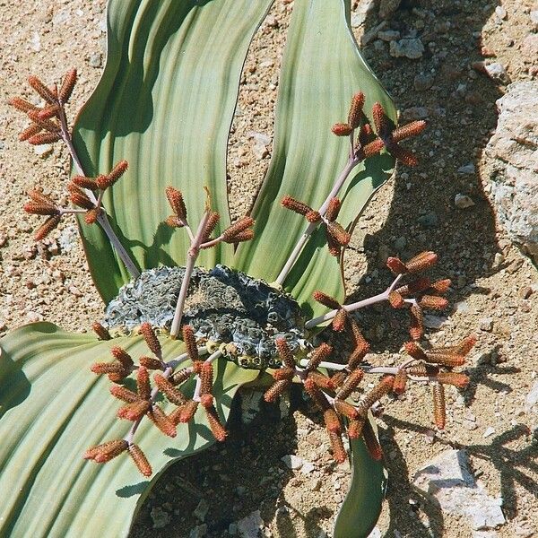 Welwitschia mirabilis 花