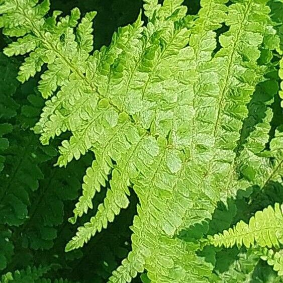 Dryopteris filix-mas Feuille