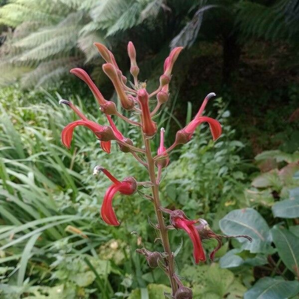 Lobelia tupa Flor